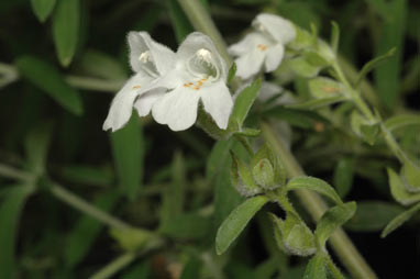 APII jpeg image of Prostanthera lithospermoides  © contact APII