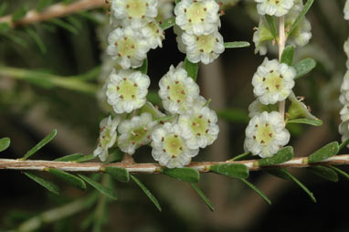 APII jpeg image of Thryptomene parviflora  © contact APII