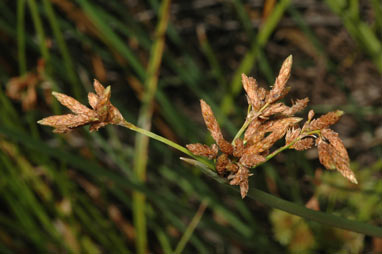 APII jpeg image of Schoenoplectus tabernaemontani  © contact APII