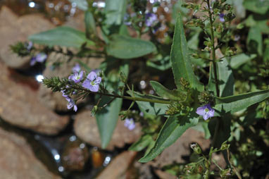 APII jpeg image of Veronica anagallis-aquatica  © contact APII