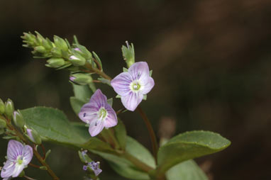 APII jpeg image of Veronica anagallis-aquatica  © contact APII