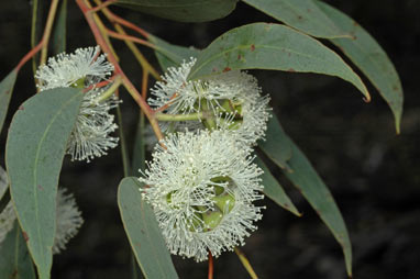 APII jpeg image of Eucalyptus macrorhyncha  © contact APII