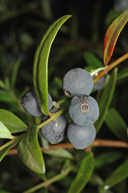 APII jpeg image of Santalum obtusifolium  © contact APII