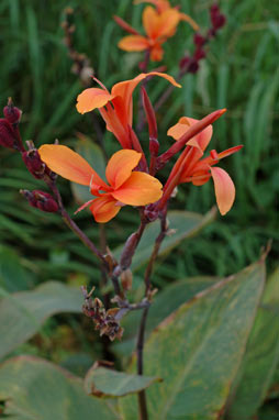 APII jpeg image of Canna indica  © contact APII