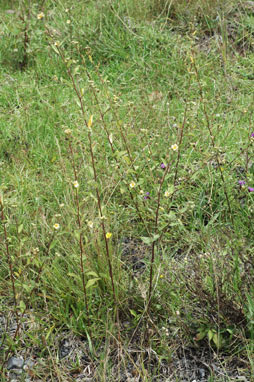APII jpeg image of Sida rhombifolia  © contact APII