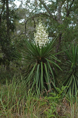 APII jpeg image of Yucca aloifolia  © contact APII