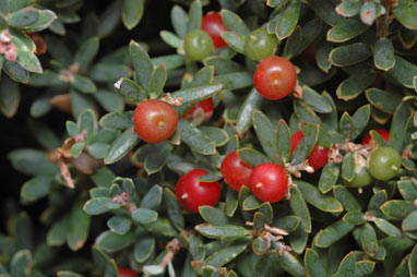 APII jpeg image of Acrothamnus hookeri  © contact APII