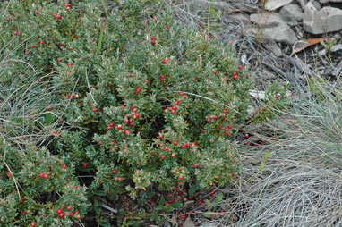 APII jpeg image of Acrothamnus hookeri  © contact APII