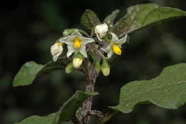 APII jpeg image of Solanum nigrum  © contact APII