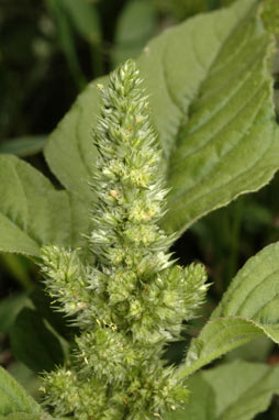 APII jpeg image of Amaranthus retroflexus  © contact APII