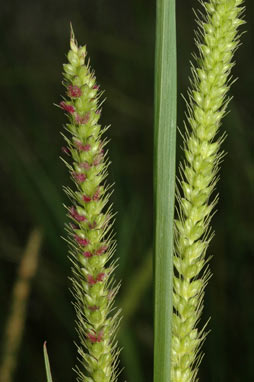 APII jpeg image of Setaria parviflora  © contact APII