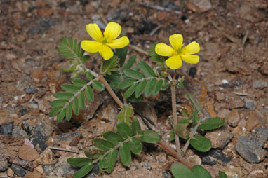 APII jpeg image of Tribulus micrococcus  © contact APII