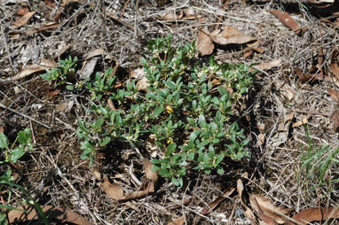 APII jpeg image of Alternanthera sp. A Flora of New South Wales (M.Gray 5187)  © contact APII