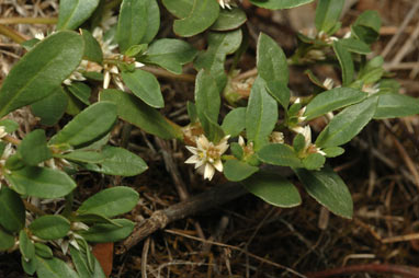APII jpeg image of Alternanthera sp. A Flora of New South Wales (M.Gray 5187)  © contact APII