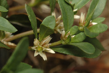 APII jpeg image of Alternanthera sp. A Flora of New South Wales (M.Gray 5187)  © contact APII