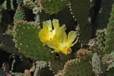 APII jpeg image of Opuntia monacantha  © contact APII