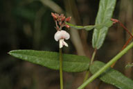 Desmodium varians 