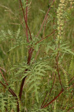 APII jpeg image of Ambrosia artemisiifolia  © contact APII