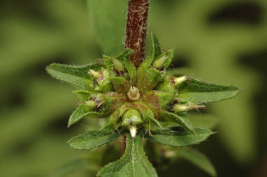 APII jpeg image of Ambrosia artemisiifolia  © contact APII
