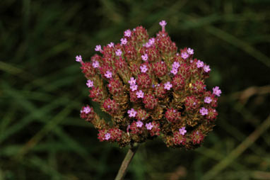 APII jpeg image of Verbena bonariensis  © contact APII