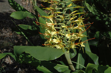 APII jpeg image of Hedychium gardnerianum  © contact APII