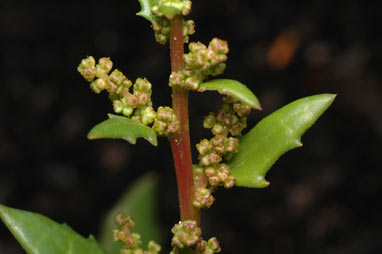 APII jpeg image of Chenopodium album  © contact APII