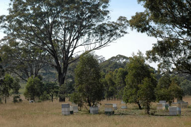 APII jpeg image of Eucalyptus melliodora  © contact APII