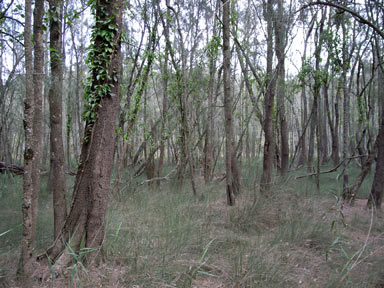 APII jpeg image of Casuarina cunninghamiana  © contact APII