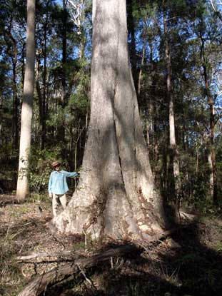 APII jpeg image of Corymbia maculata  © contact APII