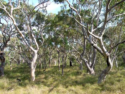 APII jpeg image of Eucalyptus haemastoma  © contact APII