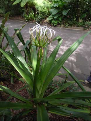 APII jpeg image of Crinum pedunculatum  © contact APII