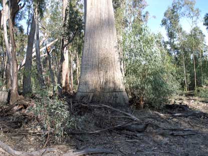 APII jpeg image of Eucalyptus camaldulensis  © contact APII