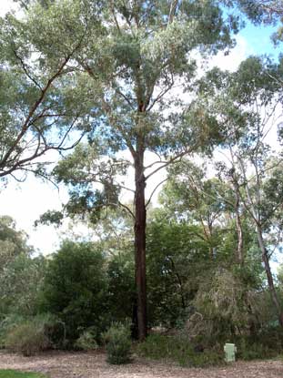 APII jpeg image of Eucalyptus benthamii  © contact APII