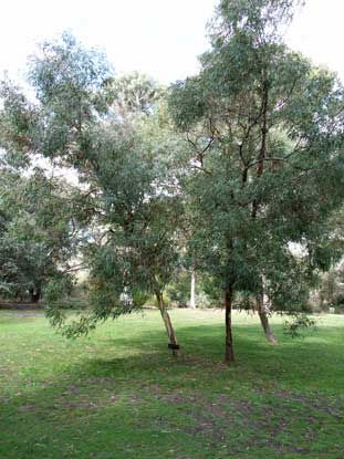 APII jpeg image of Eucalyptus baeuerlenii  © contact APII