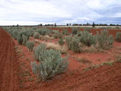 APII jpeg image of Atriplex nummularia  © contact APII