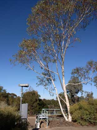 APII jpeg image of Eucalyptus pauciflora subsp. pauciflora  © contact APII