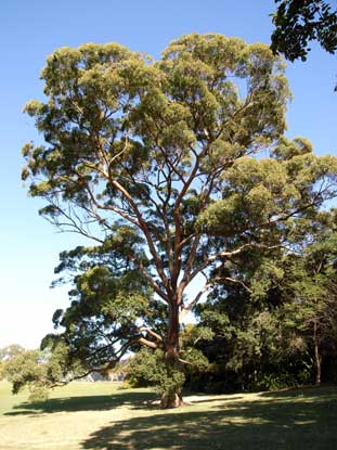 APII jpeg image of Eucalyptus pilularis  © contact APII