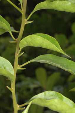APII jpeg image of Bougainvillea glabra  © contact APII