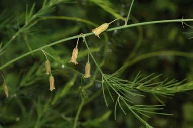 APII jpeg image of Asparagus officinalis  © contact APII