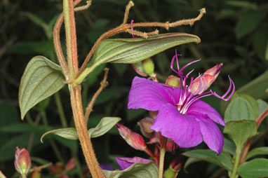 APII jpeg image of Tibouchina urvilleana  © contact APII