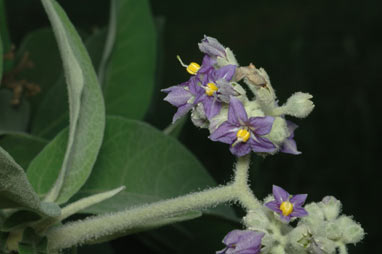 APII jpeg image of Solanum mauritianum  © contact APII