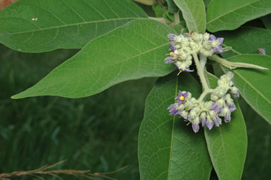 APII jpeg image of Solanum mauritianum  © contact APII