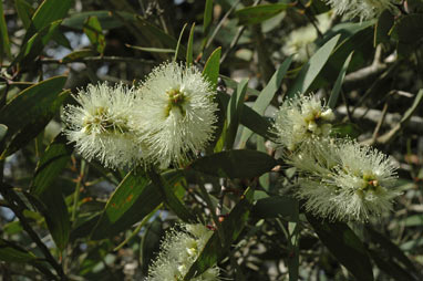 APII jpeg image of Melaleuca quinquenervia  © contact APII