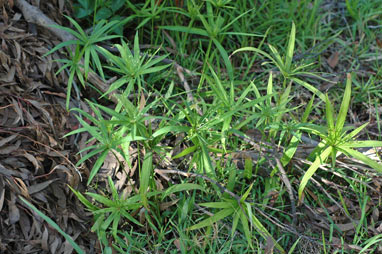 APII jpeg image of Cyperus albostriatus  © contact APII