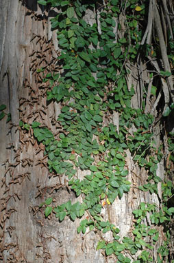 APII jpeg image of Ficus pumila  © contact APII