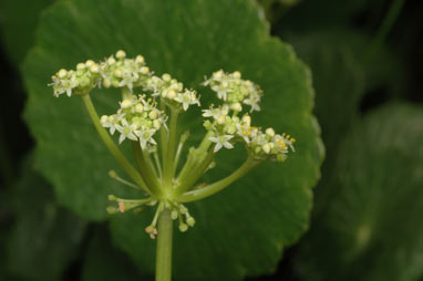 APII jpeg image of Hydrocotyle bonariensis  © contact APII