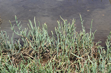 APII jpeg image of Sarcocornia quinqueflora  © contact APII