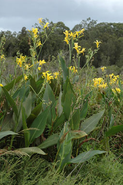 APII jpeg image of Canna indica  © contact APII