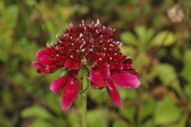 APII jpeg image of Scabiosa atropurpurea  © contact APII