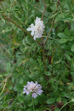 APII jpeg image of Scabiosa atropurpurea  © contact APII